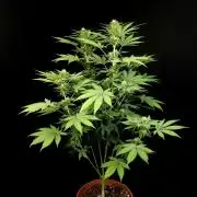 Test 604