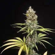 Power plant 2