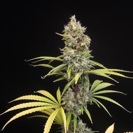 Power plant 2