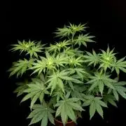 Test 92