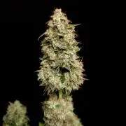Zkittlez automatic