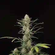 G.s.c auto 2