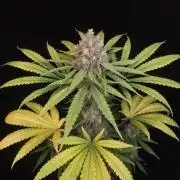 Snow White 2