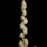 Zkittlez automatic 2
