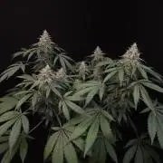 White Widow
