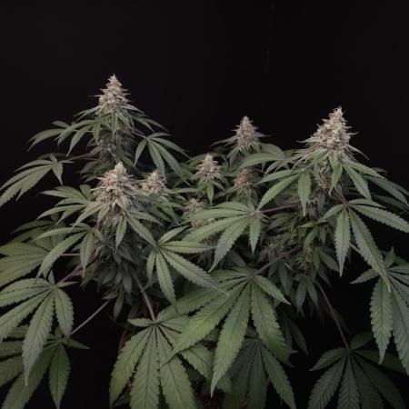 White Widow