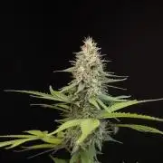 Test 604.  2