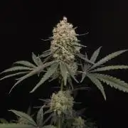 Sweet & Sour 2
