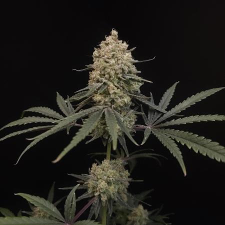 Sweet & Sour 2