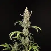 Girl scoute cookies auto