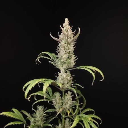 Girl scoute cookies auto