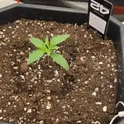 Gelato autos