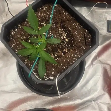 Gelato autos