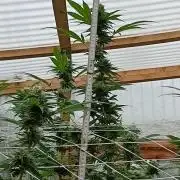 Papaya frozen xxl