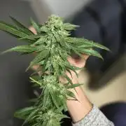 Papaya frozen xxl