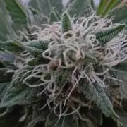 Papaya frozen xxl