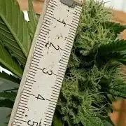 Papaya frozen xxl