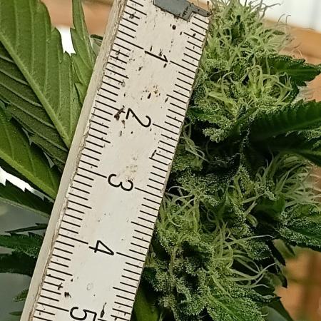 Papaya frozen xxl