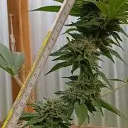 Papaya frozen xxl