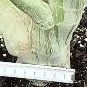 Papaya frozen xxl