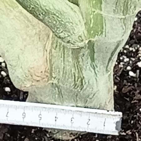 Papaya frozen xxl
