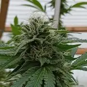 Papaya frozen xxl