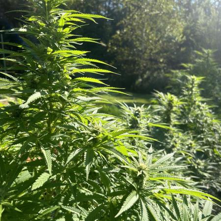 Unknown/GDP?