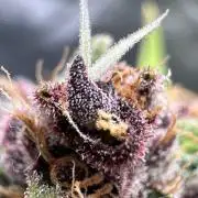 Fast Buds and Northern Sun