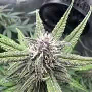 Fast Buds and Northern Sun