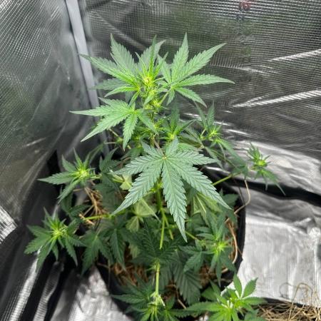 Northern Sun and Fast Buds