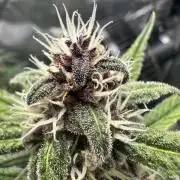 Fast Buds and Northern Sun