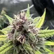 Fast Buds and Northern Sun