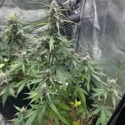 Northern Sun and Fast Buds