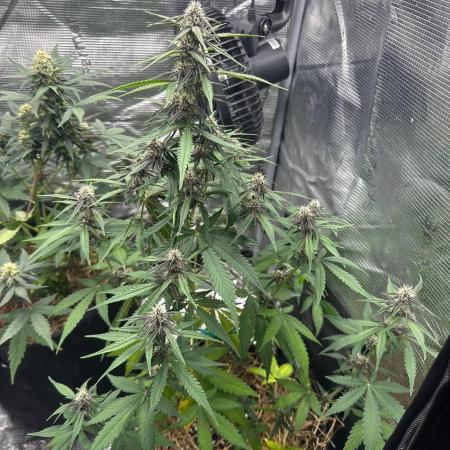 Northern Sun and Fast Buds