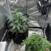 Northern Sun and Fast Buds