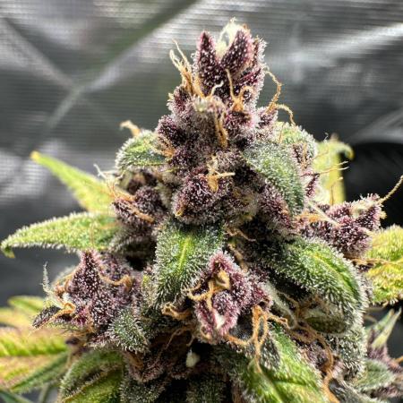 Fast Buds and Northern Sun