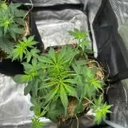 Northern Sun and Fast Buds