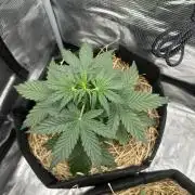 Northern Sun and Fast Buds