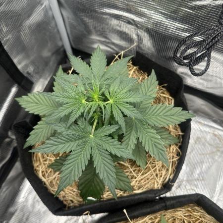 Northern Sun and Fast Buds