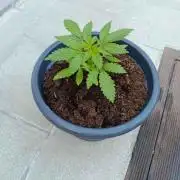 Out / Indoor Northern Lights Auto