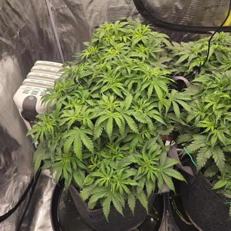 First Autos Gorilla Glue & Blue Dream