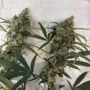 cosmic cheddar f1 revegetation