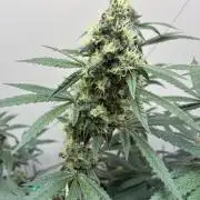 cosmic cheddar f1 revegetation