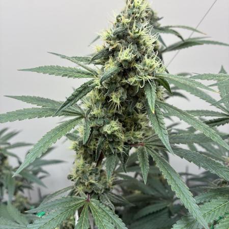 cosmic cheddar f1 revegetation
