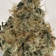 cosmic cheddar f1 revegetation