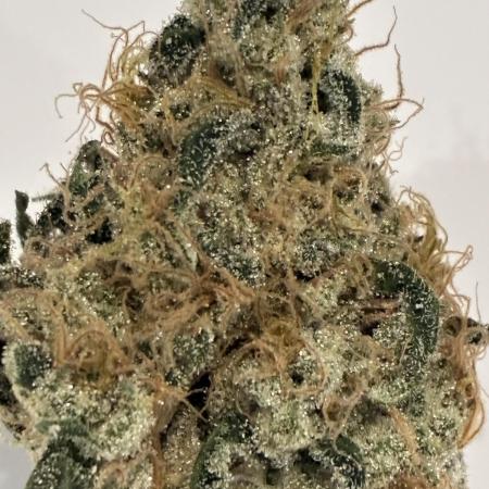 cosmic cheddar f1 revegetation