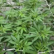 cosmic cheddar f1 revegetation