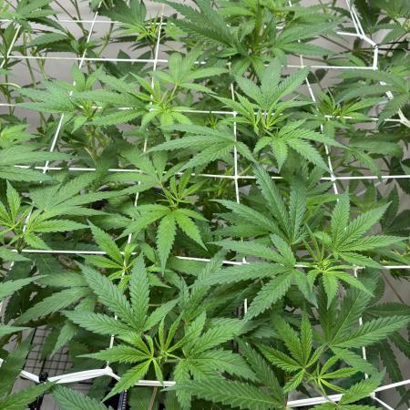 cosmic cheddar f1 revegetation