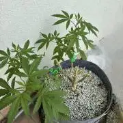 cosmic cheddar f1 revegetation