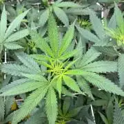 cosmic cheddar f1 revegetation